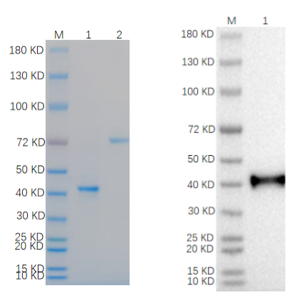 Reducing 4%-20% SDS-PAGE (CBB stained) and WB (Anti-His Mouse Monoclonal antibody) analysis profiles of purified MM1 Protein
1. MM1 Protein: 1 μg
2. BSA: 1 μg